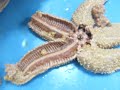 Starfish Dissection