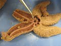 Starfish Dissection