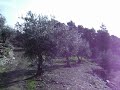 Olival