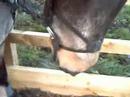 Me and Fudge-Lesson