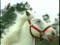 Patches the Horse!
