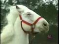 Patches the Horse!