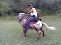 Martins Em Santa Isabel