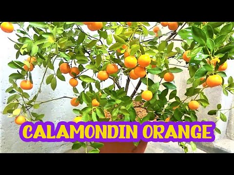 how to care calamansi tree