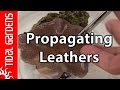 Sarcophyton Leather Coral Propagation