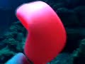 cayman islands twilight zone 2007: extreme scuba diving
