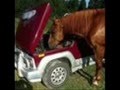 videos de ha ha lol a funny home made movie