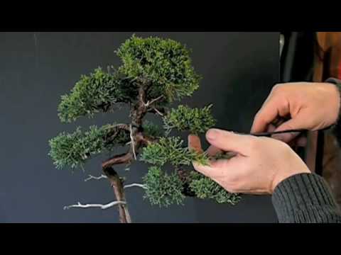 how to care juniper bonsai