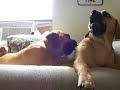 Puggles Nacho and Boots Tumble 4 Ya
