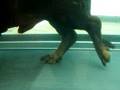 videos de maverick