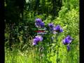 videos de Bach WTK Volume 1 Fuga No 2 C minor  Glenn Gould