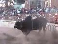 EL TORO SUABESITO