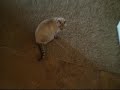 The crazy cat part 1