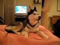 Dog saying i love you 2015