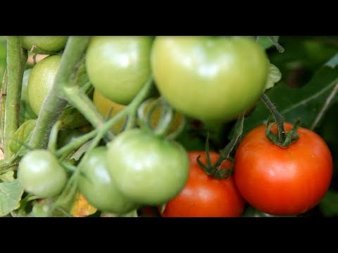 СТОП! Не Спешите Снимать Томаты Зелеными! Фитофтора или Нет? Как Бороться?