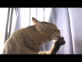 この家には何かいるにゃ♪ there is something in my house 