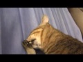 この家には何かいるにゃ♪ there is something in my house 