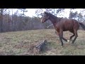 BULLET-  Bay, Thoroughbred gelding for sale in Georgia