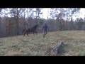 videos de BULLET-  Bay, Thoroughbred gelding for sale in Georgia