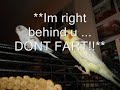 budgie and cockatiel budgie and cockatiel