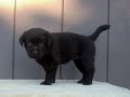 Well Bred English Chocolate Lab Pups