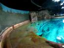 HongKong Ocean park 7