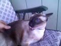 Meewie the talking cat Meewie the talking cat