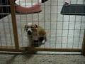 Sad-Puppy