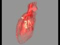 Medical animation of rotating heart