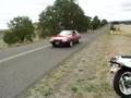 Cordia-Small-burnout