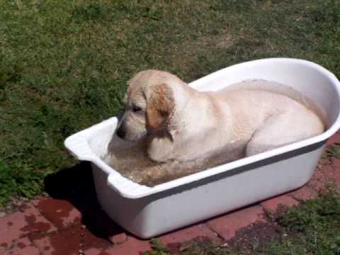 Labrador puppy water show
