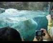Asahiyama Zoo Polar Bear1