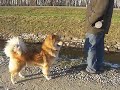 Eurasier H�ndin Chima 2