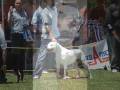 Dogo Argentino - Dogo Argento 6º Video