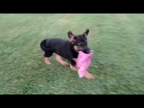 Ava-German Shepherd-Female