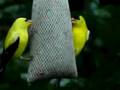 Goldfinches Eating Thistle-Niger Seed