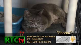 Fulton County Animal Shelter- Animals Everywhere