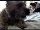 Fraggle the Cairn - Little Squeaker Fraggle the Cairn - Little Squeaker