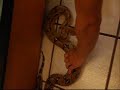 BOA CONSTRICTOR BITES BOA CONSTRICTOR BITES
