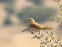 alzacola - rufous bush chat robin alzacola - rufous bush chat robin