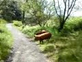 Pigs in Dundonald Woods