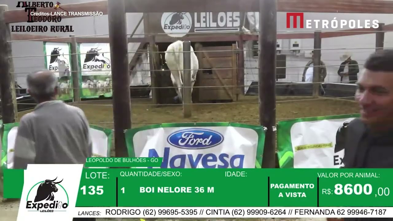Boi tenta pular arena durante leilão e provoca correria
