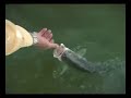 Salt Water Fly Fishing