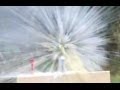 Shooting eggs in high speed! (read description)
