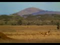 Save the antilope