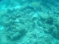 Triggerfish  ??????