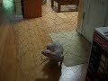 Sphynx Cat Trapped in Cage Sphynx Cat Trapped in Cage