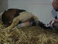Rollestone Danica Being Born