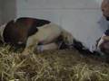 Rollestone Danica Being Born