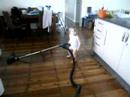 Grow your own house keeper